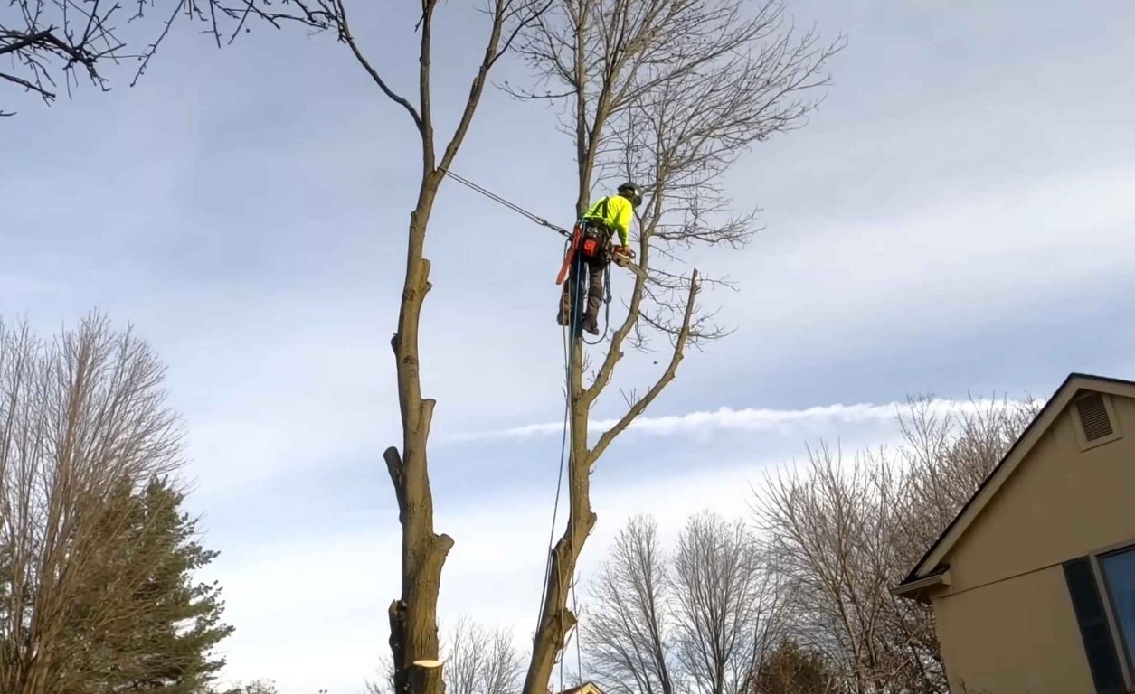 Emergency tree service response in South Gate, CA