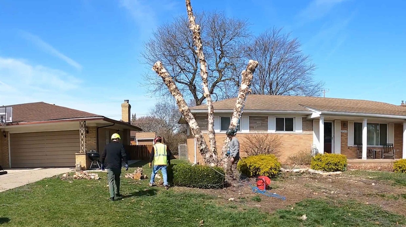 Tree removal service for hazardous tree in South Gate, CA
