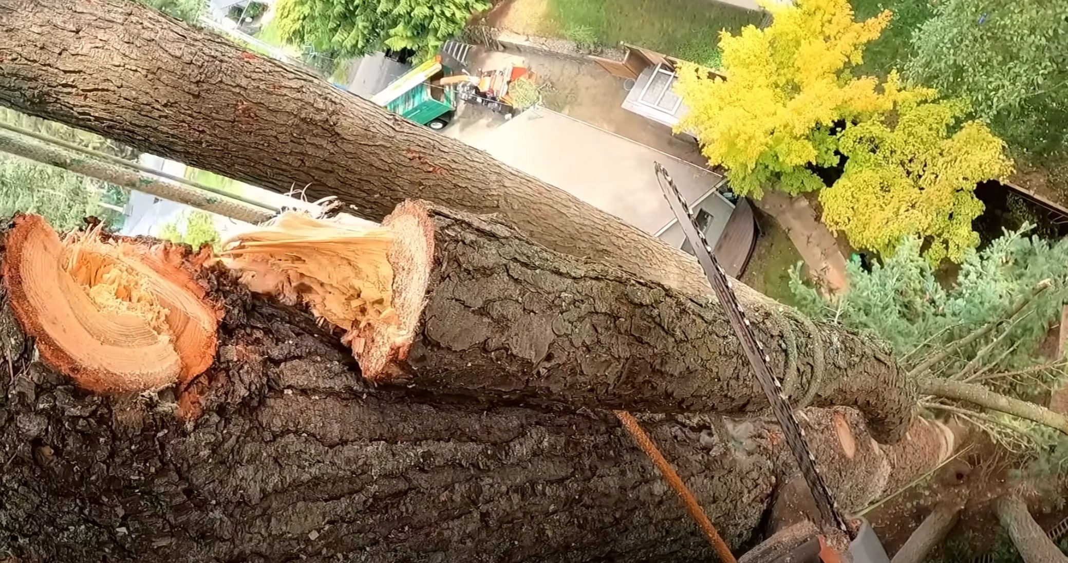 Arborist performing tree removal with chainsaw in South Gate, CA